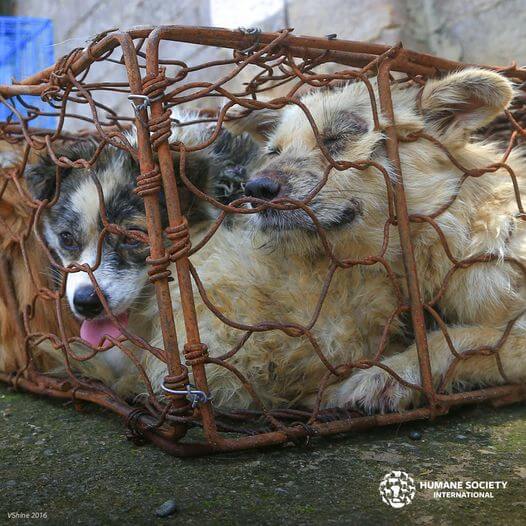 Yulin dogs rescued 3