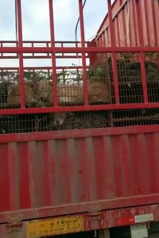 yulin-dogs-rescued1