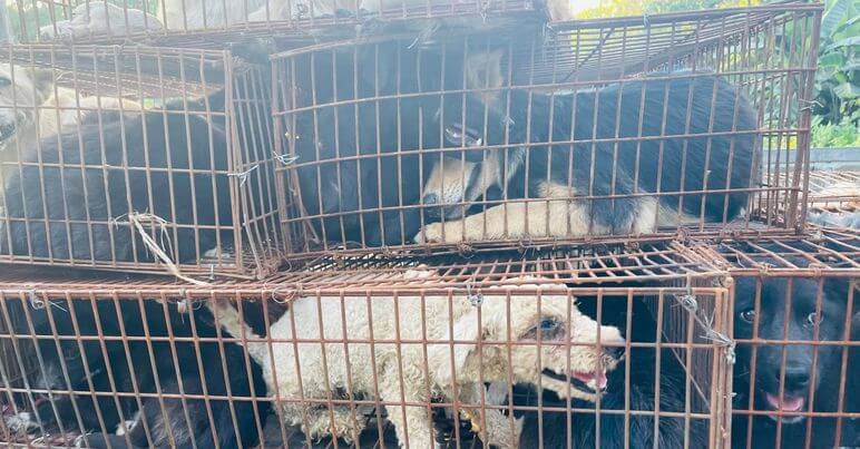 yulin-festival-dogs-rescued-1