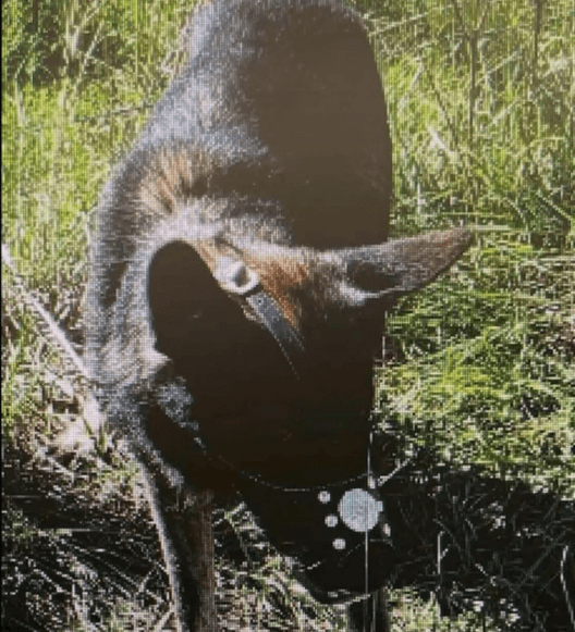 Shepherd left tied to fence on side of road both muzzled and overheated