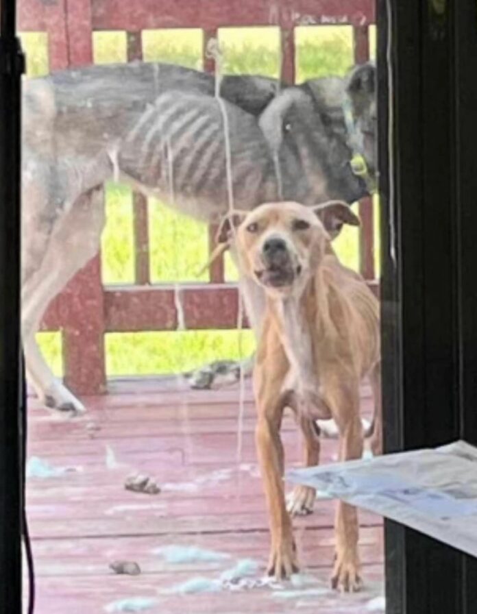 Two emaciated dogs near death locked in room one door away from food