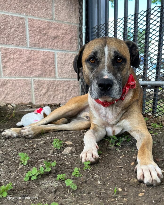 Texas man accused of stabbing dog in neck with box cutter arrested