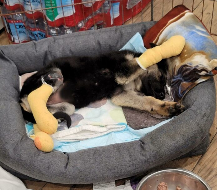 German shepherd puppy’s brave fight for her life after suffering severe acid burns