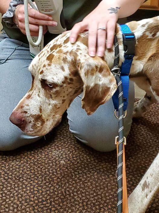 Great Dane stranded on Michigan island for a month finally captured