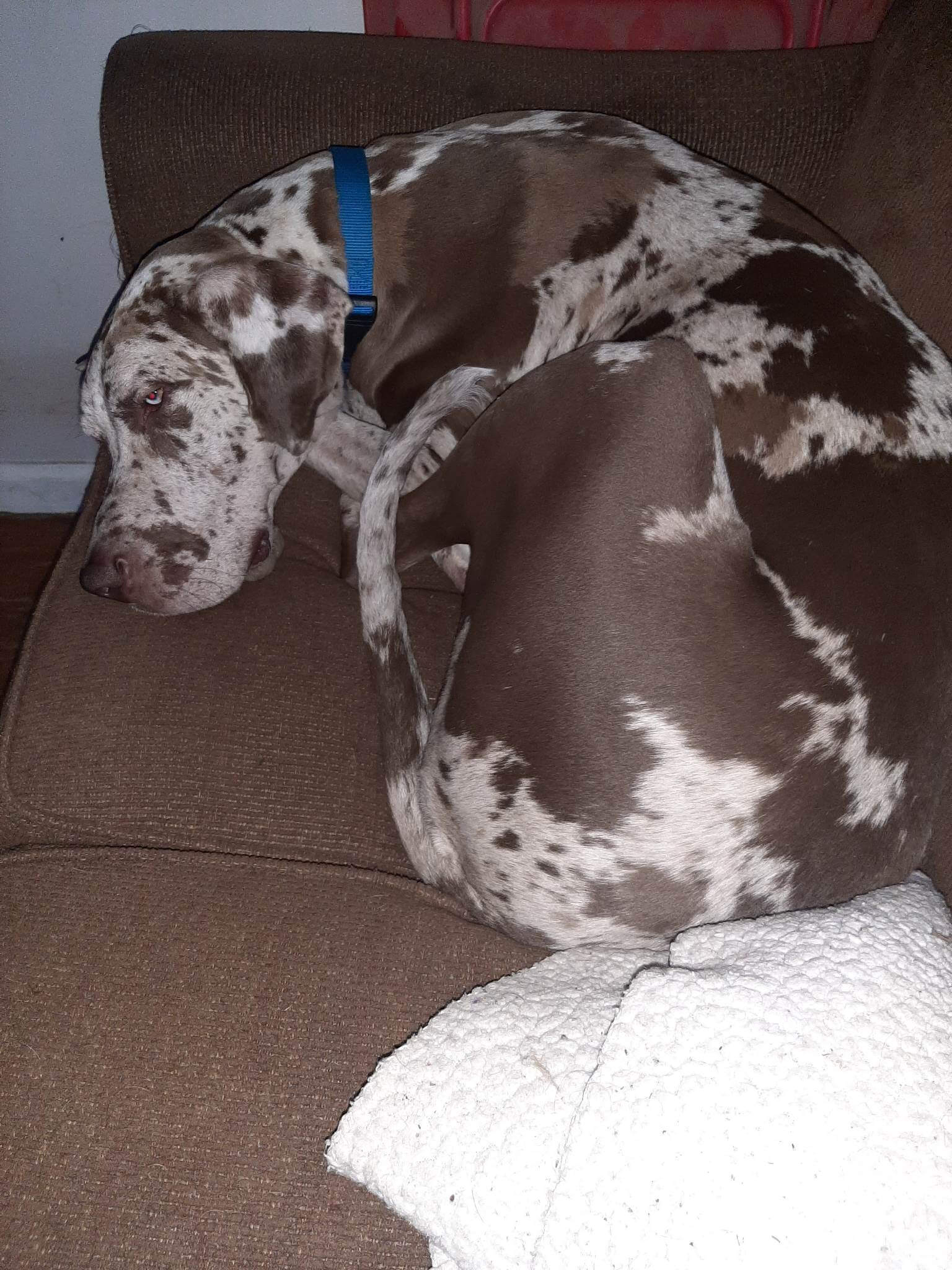 Great Dane stranded on Michigan island for more than a month finally finds her happy life