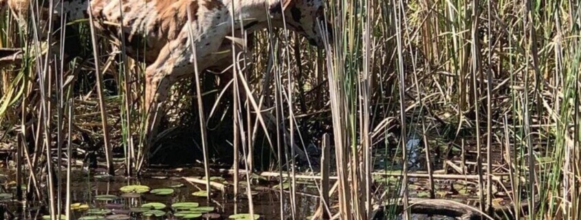 Dog stranded on Clare County island for month recovering well after being rescued