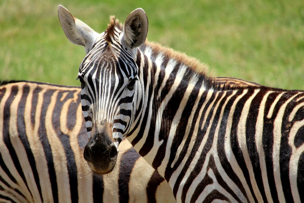 Five zebras on the loose in Washington D.C. suburb