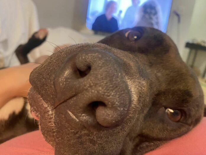 Just one last chance to save Zeek: His time is up at Philly shelter