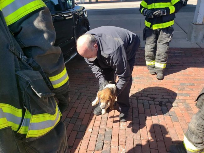 Beagle stuck under truck for 40 miles saved in miraculous rescue