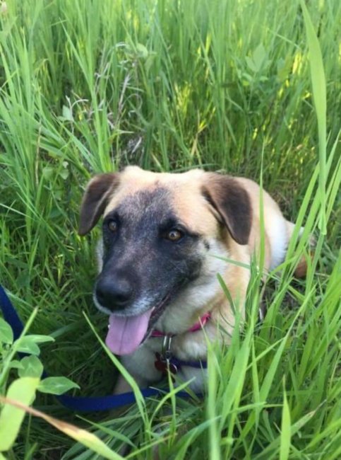 Shepherd found her way home – 40 miles and 97 days later