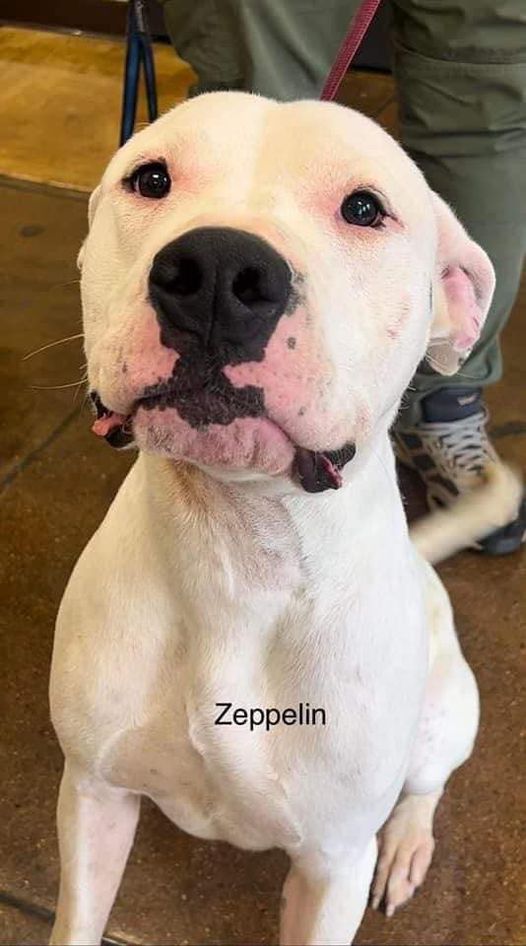 zeppelin