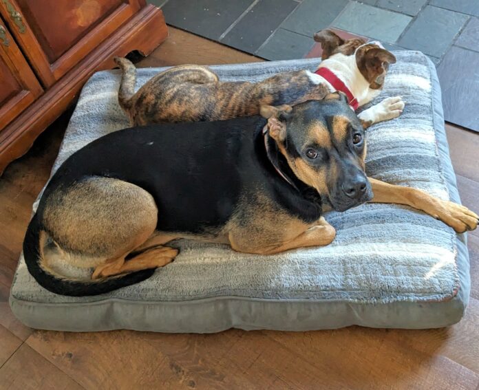 Dogs who became best friends while in shelter have been adopted together