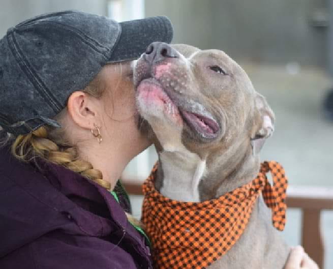 Help save Zeus Areio: NYC shelter dog facing euthanasia now needs loving home