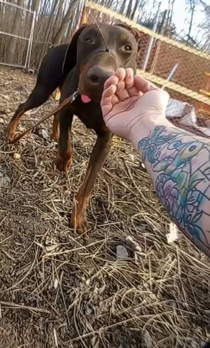 Doberman found with zip-tie around snout adopted by police officer who rescued him