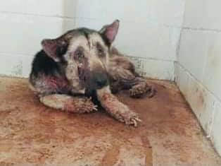 Tortured his entire life Zeus’ fate had been sealed at Texas shelter until help arrived
