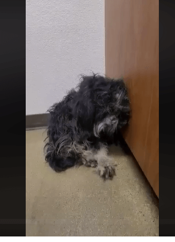 Terrified dog stayed by dead friend while rescue worked 12 hours to save her