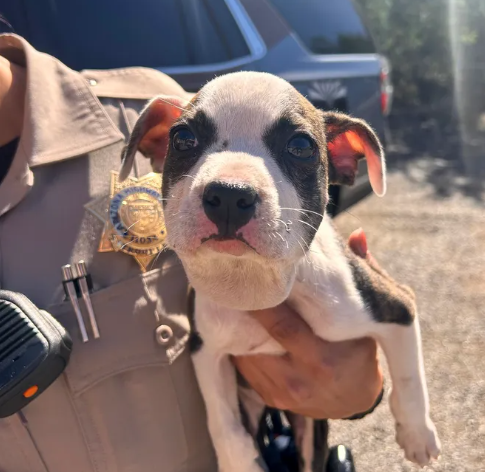 Abandoned puppy spotted off Arizona highway with zip tie around neck rescued by truck driver