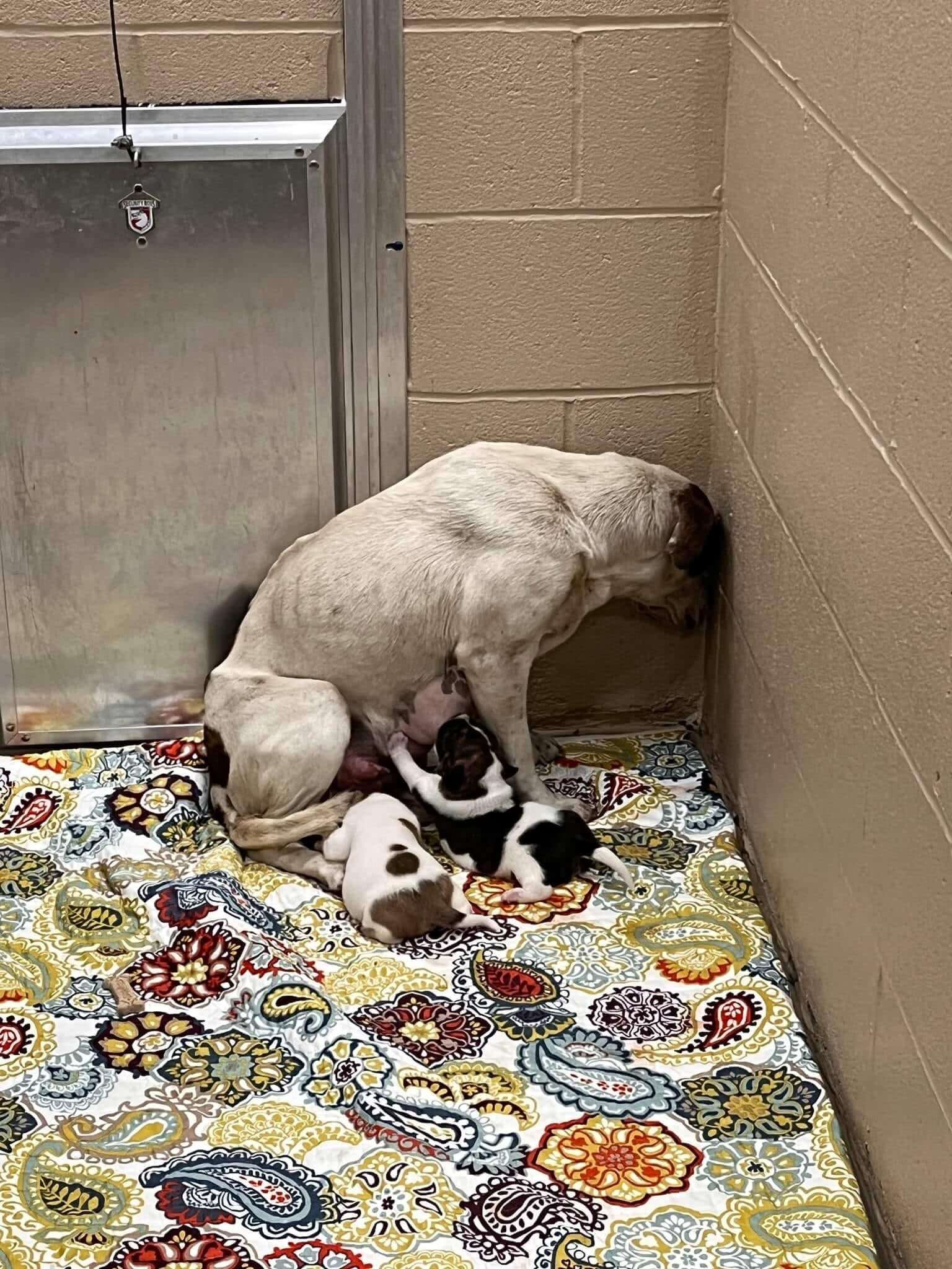 UPDATE: Heartbreaking critical need mother dog and puppies slowly feeling human kindness