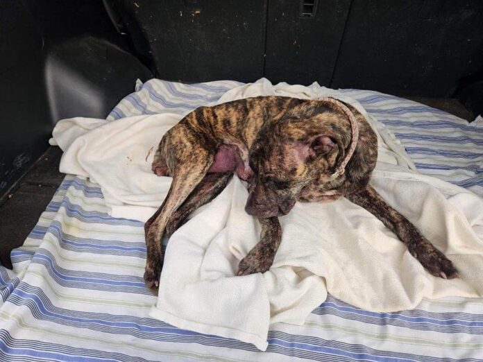 Emaciated dog dumped on side of road with her lifeless puppies tossed in grocery bag