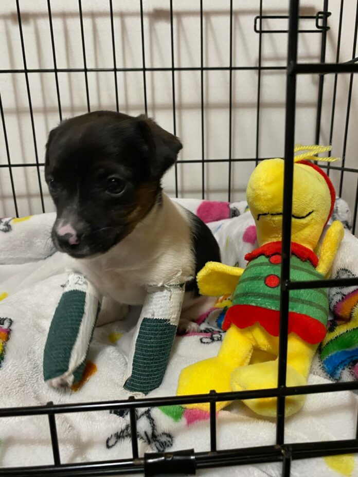 Puppy with 2 broken legs after being kicked by horse soon to be in search of forever home