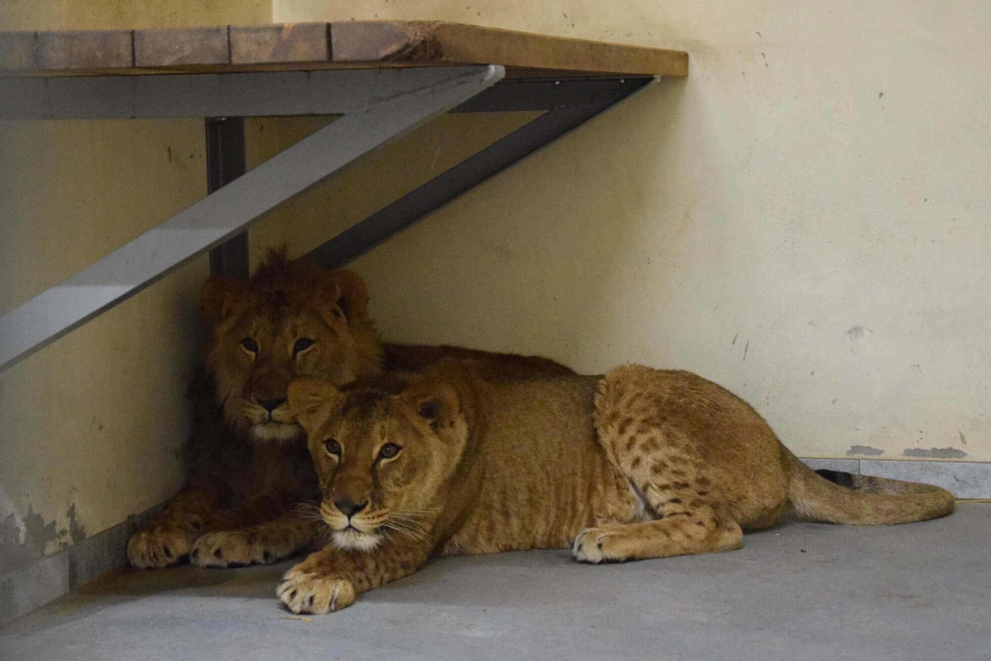 Kyiv zoo animals escaped to Poland as Russian artillery fired during their journey
