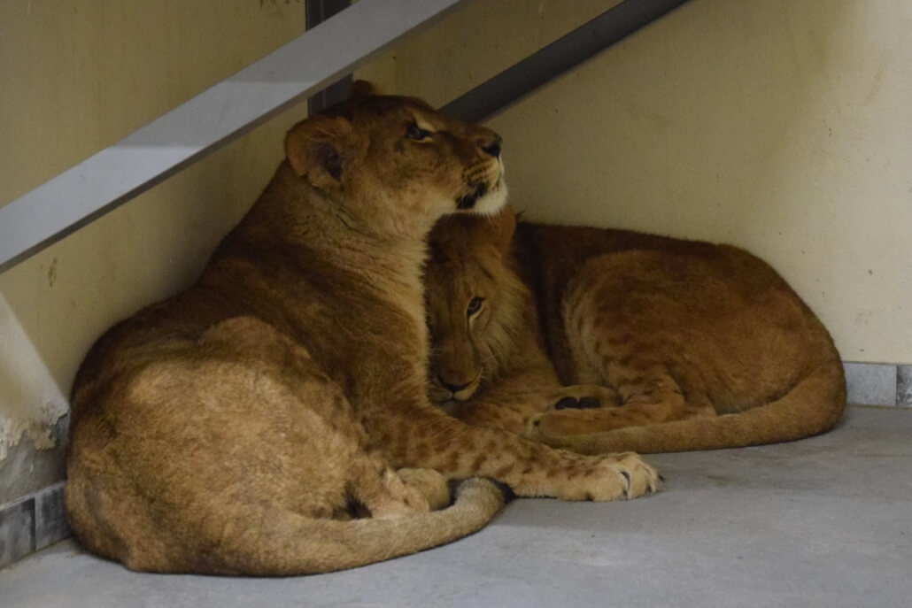 zoo-poznan2-1030x687-1