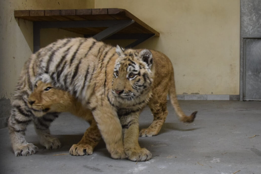 zoo-poznan3-1030x687-1