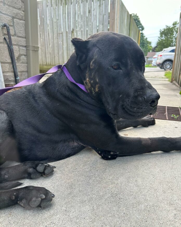 Abused and emaciated pup shut down and used for target practice is finally safe