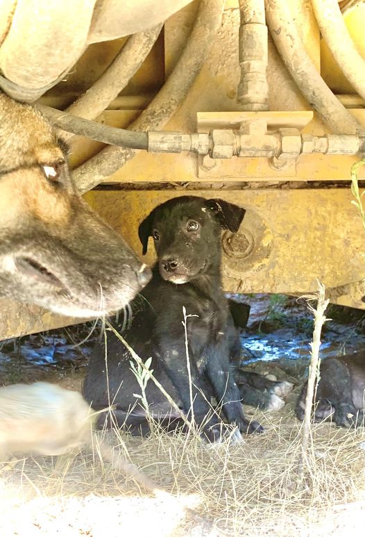 Abandoned and barely surviving in 100+ Texas heat, please read their plea for help