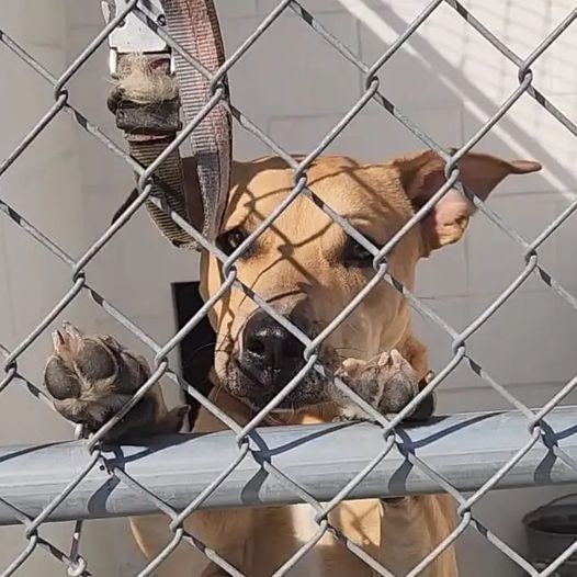 Zyon’s last day: Texas shelter pup not colorful enough or special for anyone to want him