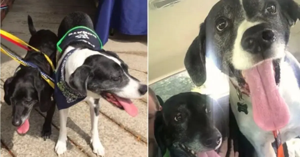 Man wants to euthanize his healthy dogs because he wants to move in with his girlfriend