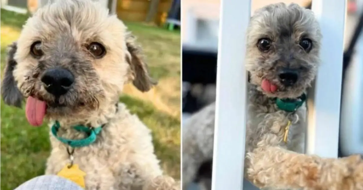 An elderly, toothless poodle seeks a loving family to cherish him during his twilight years