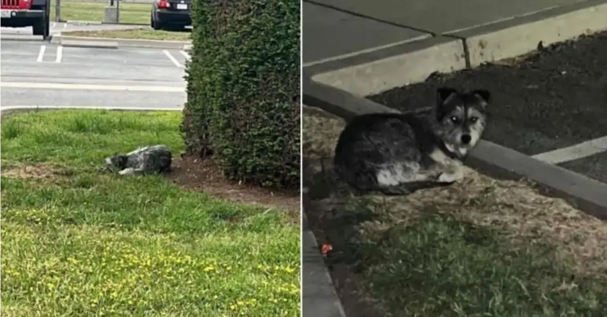 A puppy left alone in a parking lot remained completely still, holding onto the hope that her family would return for her