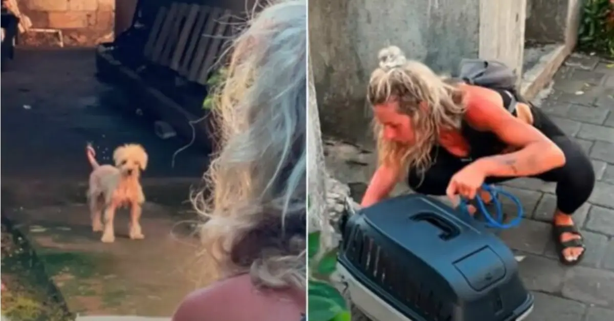 A rescuer came to the aid of a stray puppy, only to discover later that the puppy had a litter of puppies in need of assistance