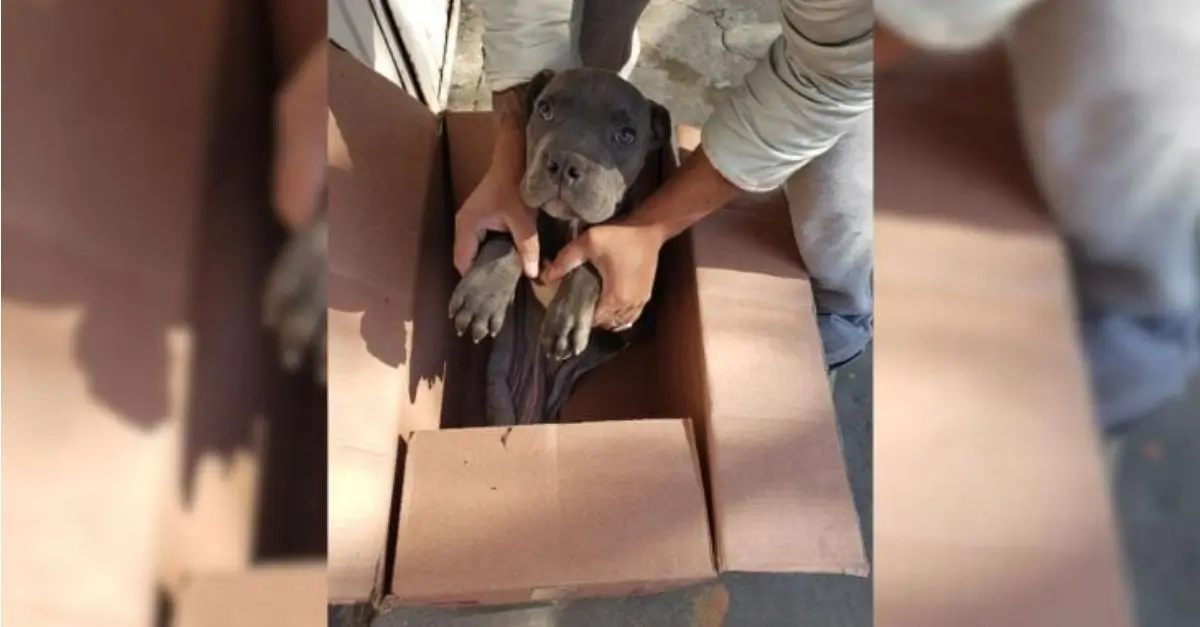The rescuers discovered a dog inside a box adjacent to the shelter, accompanied by a note from its owner