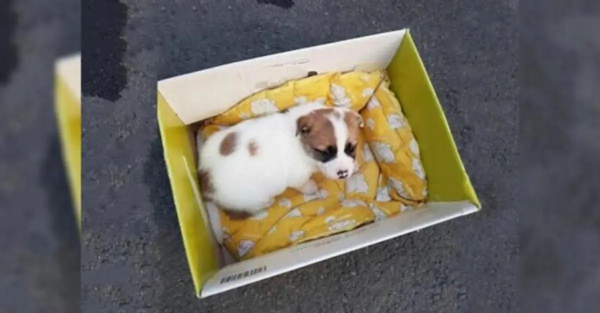 A small puppy, abandoned in a trash bin, felt utterly helpless as she continued to whimper, longing to be reunited with her mother