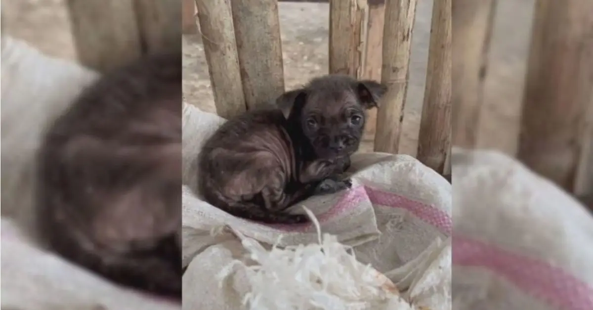 A puppy was abandoned in a rice bag within the trash, but soon thereafter, his fortune took a positive turn