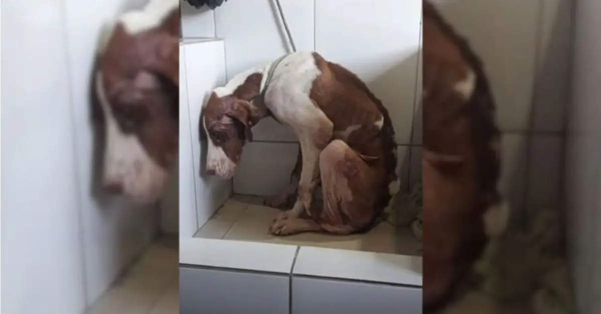 A malnourished puppy was left bewildered after being abandoned by his family on the roadside