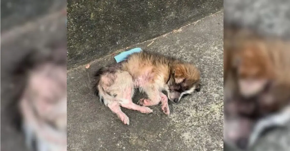 A small abandoned puppy, lying on the concrete, continued to whimper, longing to be reunited with her mother