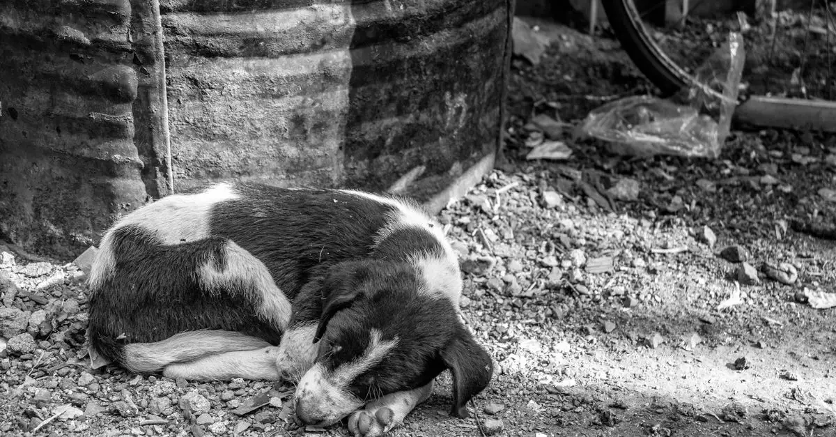 The poignant image of a dog grieving for its deceased owner evoked profound feelings in countless viewers