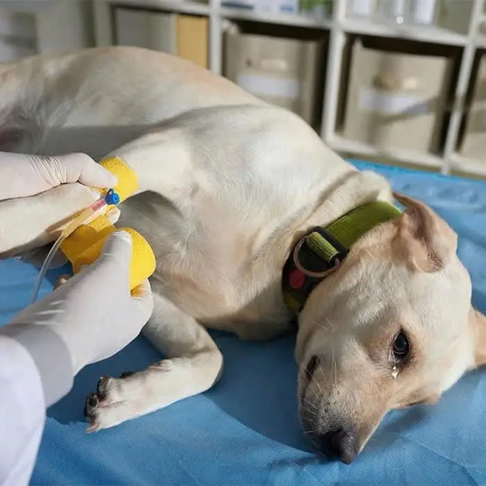 My 8th birthday was greeted with a serious illness, hoping to receive love from everyone