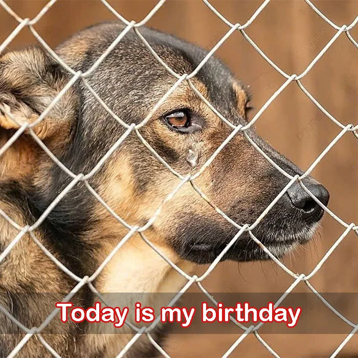 Today is my 7th birthday at the shelter, still no one has come to adopt me