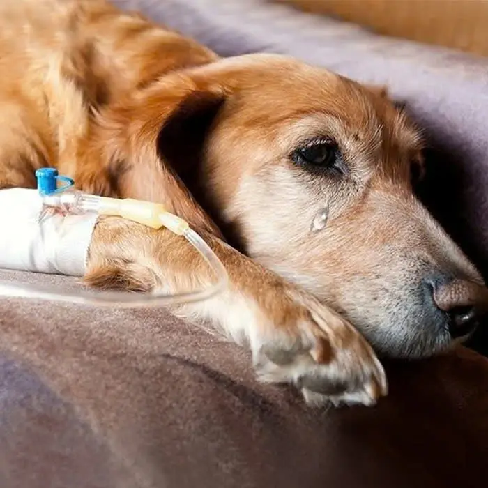 Today is my birthday but I am sick, hope to receive everyone’s wishes