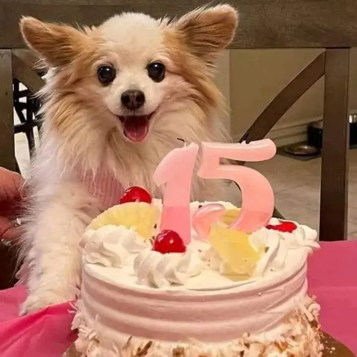 My First Birthday Celebrated After 15 Years in a Shelter