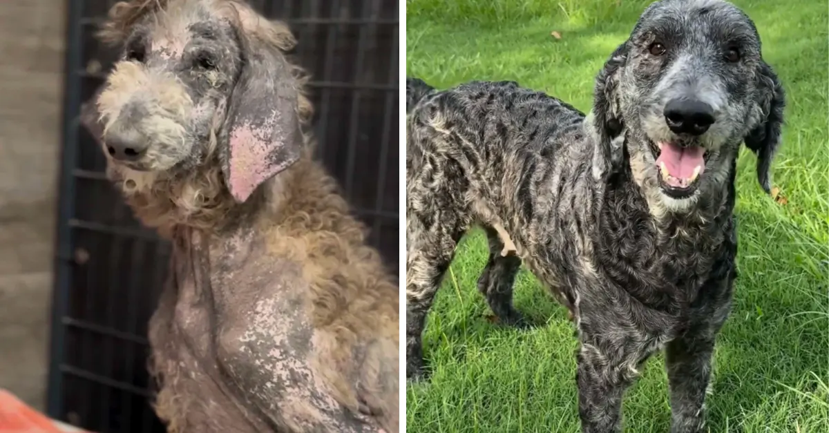 A neglected Poodle discovered wandering near a snow cone stand experiences a remarkable transformation