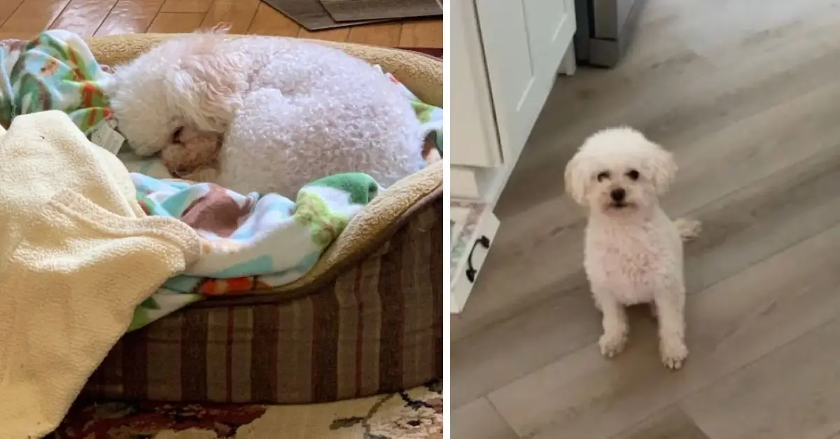 This family adopted a dog they discovered on Craigslist, only to later learn about her unfortunate past