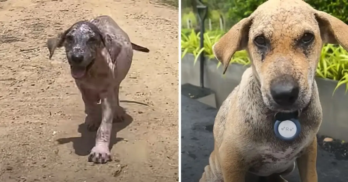 A puppy suffering from significant skin issues has made a remarkable recovery, astonishing his rescuer with the regrowth of his beautiful fur coat