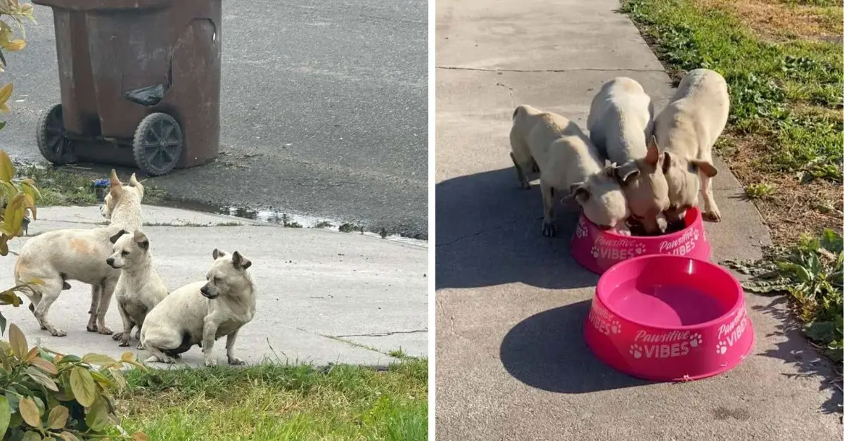 A heartbreaking scene: Three abandoned puppies look at each other, silently begging for help from people around them