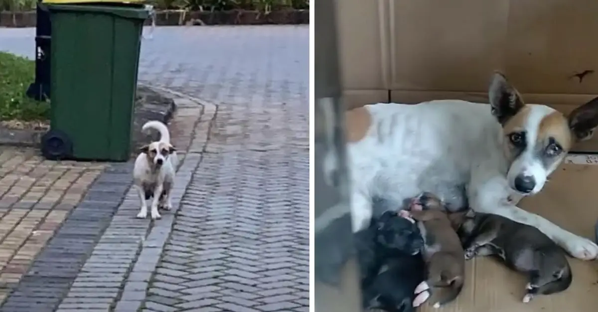 A distressed dog was abandoned on the street just days prior to the birth of her puppies