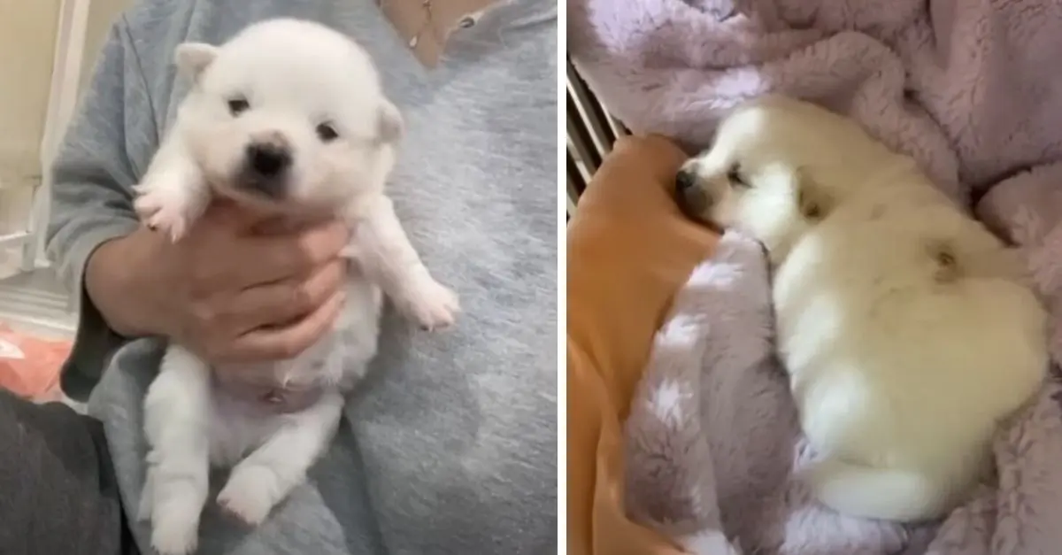 The rescuer was astonished to discover an injured puppy situated in front of a shelter, prompting him to take the animal in for care